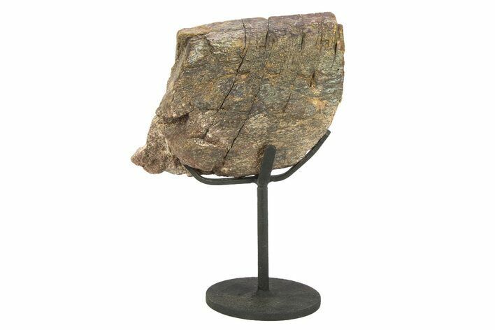 Fossil Sauropod Rib Bone Section w/ Metal Stand - Colorado #294925